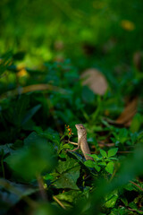 Lizards belong to the order Squamata, which also includes snakes. They are distinguished from snakes by several key characteristics, though evolutionary lines can blur.