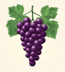 Fototapeta premium Juicy Purple Grapes on Vine with Green Leaves Minimalistic Illustration