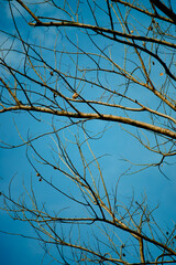 old leaves, preparing for a new, strong growth cycle.The leaves turn from dark green very quickly to yellow, then brilliant red. There is a tree that wakes up after just one night, all its large.
