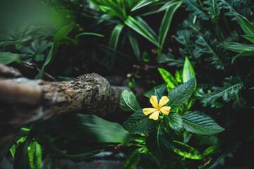 A vibrant yellow flower blooming amidst lush green foliage in a peaceful forest setting