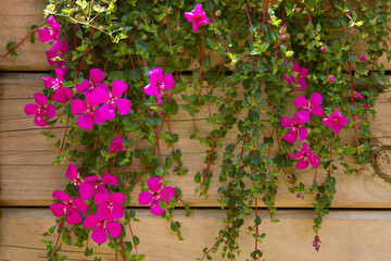 Bright magenta Madeira Cranesbill (Geranium madarense) flowers cascade down a rustic wooden fence, their delicate petals and lush green vines creating a stunning contrast against rustic background
