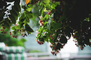  The Rangoon creeper can help to improve air quality by absorbing pollutants and providing...