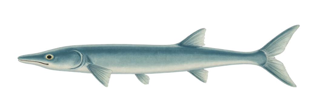 Vintage Illustration of a Barracuda Fish with transparent background
