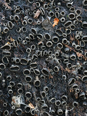 Encoelia pruinosa, also called Sclerencoelia pruinosa, commonly known as Sooty-bark canker,  lethal...
