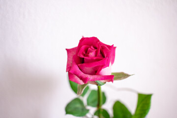 Pink rose on white background