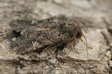 Closeup on the common rustic moth, Mesapamea secalis sitting on a piece of wood