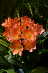 Fototapeta premium クンシラン