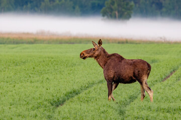 moose in the field