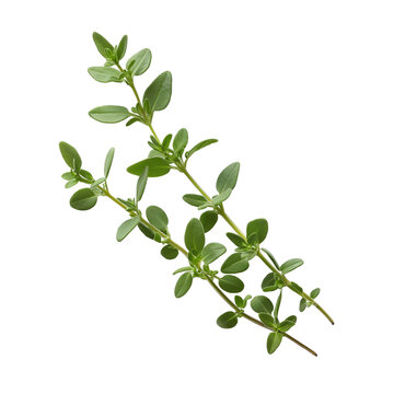 Fresh thyme sprig with tiny leaves isolated on transparent white background