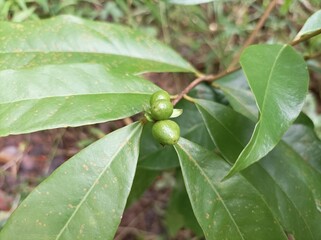 Syzygium Polyanthum is the name of the spice leaf -producing tree used in the archipelago cuisine