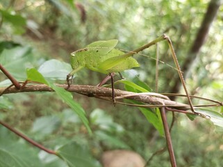 An Oblong-winged Katydid (Amblycorypha oblongifolia) on a large