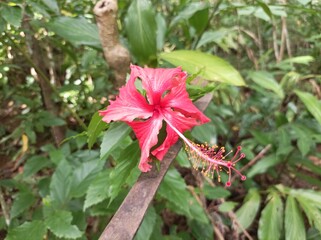Hibiscus rosa-sinensis. This is a tropical evergreen plant with pink flowers and green leaves during the sunny day.