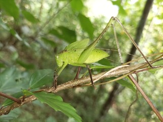 Nature jungle image of Katydid on green leaves