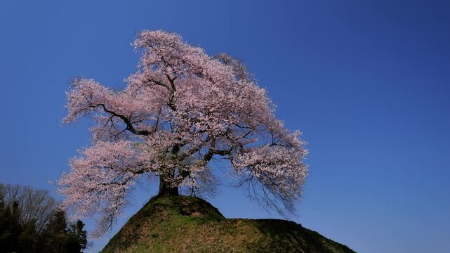 里桜 里桜」