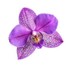 Fototapeta premium Stunning Purple Orchid in Close-up