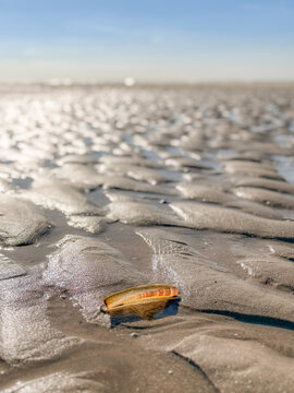 Razor clam shell on wet sand at low tide, Dutch beach at Katwijk aan zee