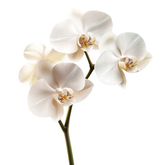 Delicate White Orchid Bloom
