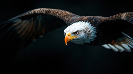 Obraz premium Majestic Bald Eagle in Flight with Powerful Wings and Intense Gaze Captured in Stunning Detail Against a Dark Background