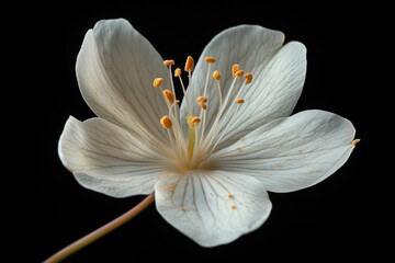 A single white flower blooms against a dark backdrop