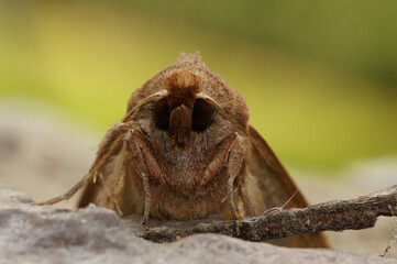 Fototapeta premium A striking close-up of a fuzzy brown moth, showcasing its intricate details against a soft, blurred green backdrop