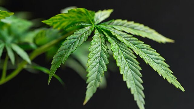 Close-up view of green cannabis leaves showcasing texture and vibrancy in natural light