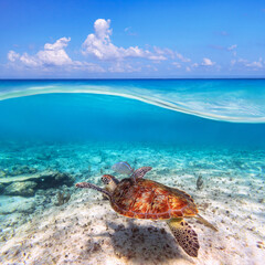 Underwater scene of Caribbean Sea with snorkeling green turtle, Mexico