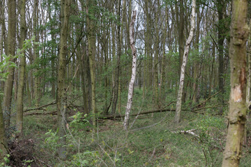 Serene forest landscape showcasing tall trees and lush undergrowth in a tranquil setting during daylight hours