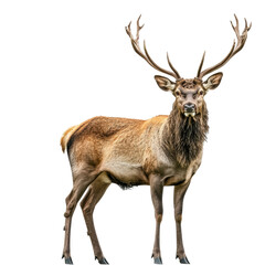 Fototapeta premium Majestic Stag with Impressive Antlers with Transparent Background
