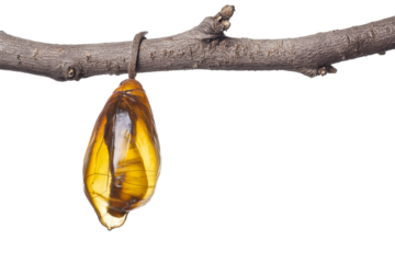 Butterfly chrysalis hanging from twig isolated on transparent white background