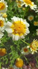 Fototapeta premium Chrysanthemum coronarium