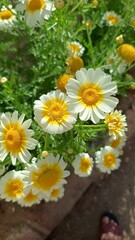 Obraz premium Chrysanthemum coronarium