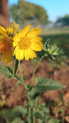 Verbesina encelioides