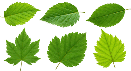 葉、モデル、デコレーション