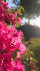 Bougainvillea