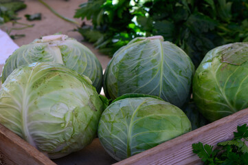 Freshly harvested green cabbages showcased at a vibrant local market during a sunny afternoon