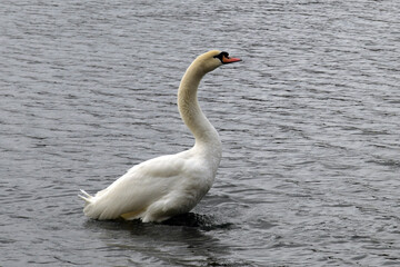 Fototapeta premium schwanensee