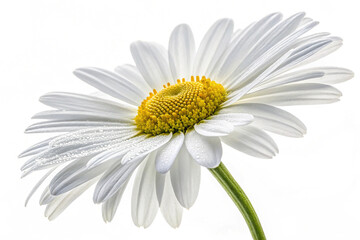 Naklejka premium Daisy on transparent background. Daisy isolated on transparent background