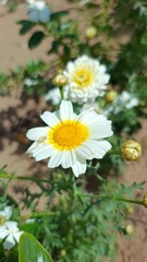 Obraz premium Chrysanthemum coronarium
