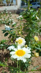 yellow flowers in the garden