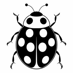 ladybug on white background