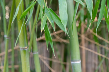 Fototapeta premium Bamboo branch in bamboo forest, beautiful green nature background