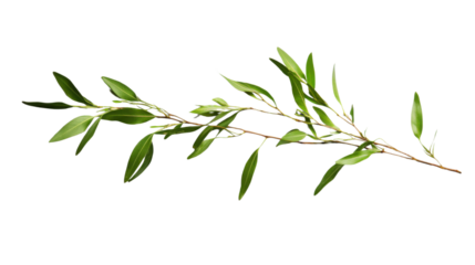 Willow branch showing fresh green leaves on transparent background