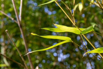 Bamboo branch in bamboo forest, beautiful green nature background