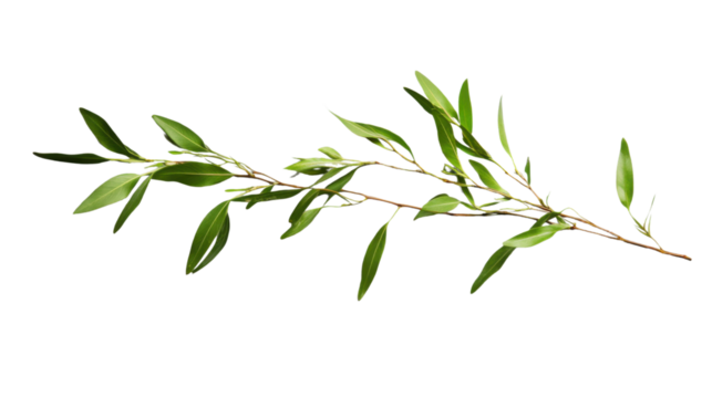 Willow branch showing fresh green leaves on transparent background