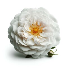 white dahlia flower