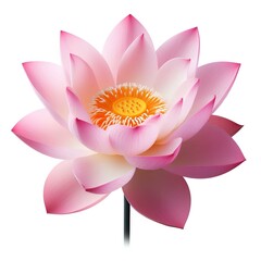 pink lotus flower