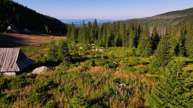 a fairytale meadow high in the mountains
