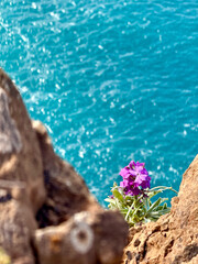 Vibrant Purple Flower Overlooking Shimmering Waters
