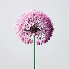 pink flower on white background