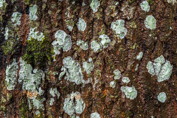 Relief texture of old brown tree bark with moss and lichen.